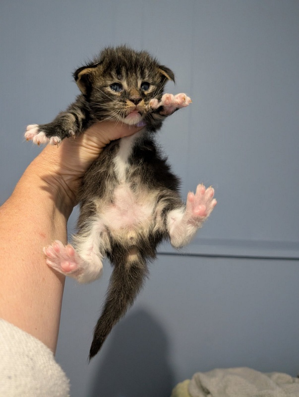 Multipass Monterini - Kitten maine-coon 3 weeks