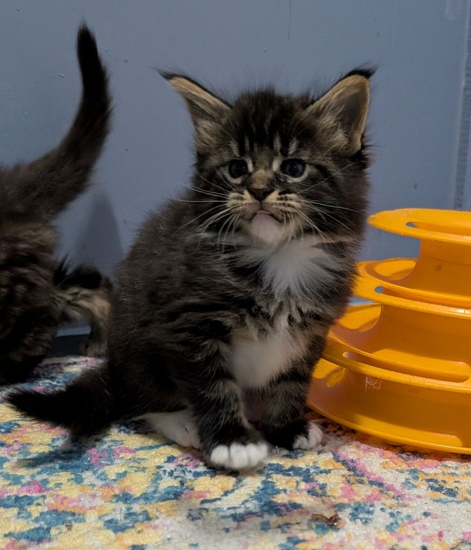 Multipass Monterini - Kitten maine-coon 1 month 0.5 weeks