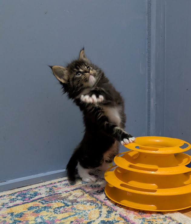 Multipass Monterini - Kitten maine-coon 1 month 0.5 weeks