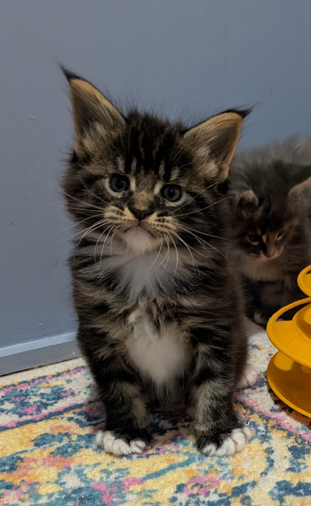 Multipass Monterini - Kitten maine-coon 1 month 0.5 weeks