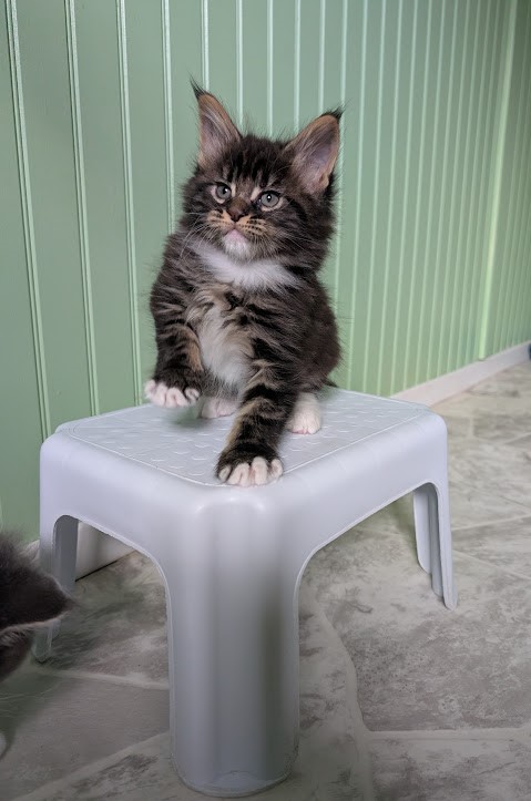 Multipass Monterini - Kitten maine-coon 1 month 2 weeks