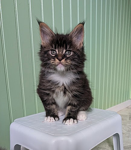 Multipass Monterini - Kitten maine-coon 1 month 2 weeks