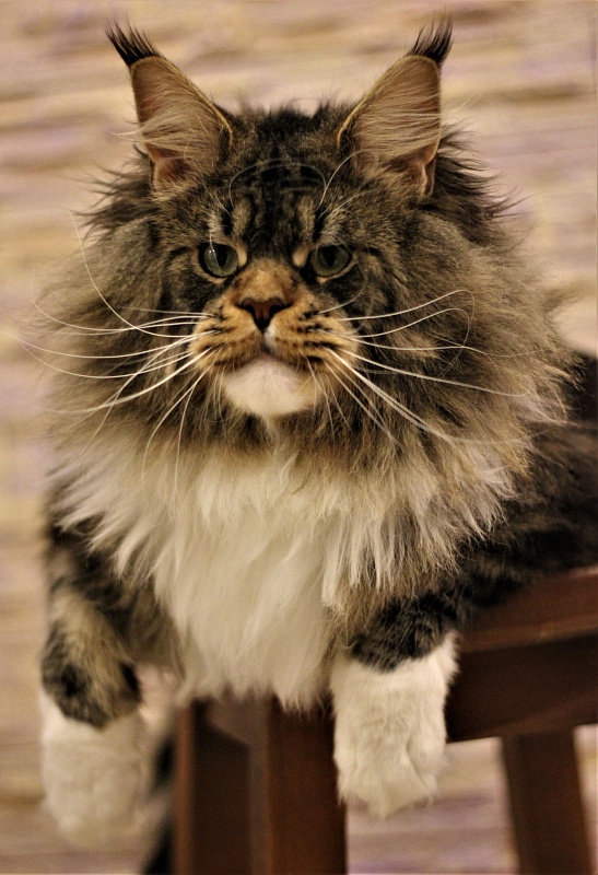 UA*Hammer Monterini - Adult maine-coon 1 year 7 months 2 weeks