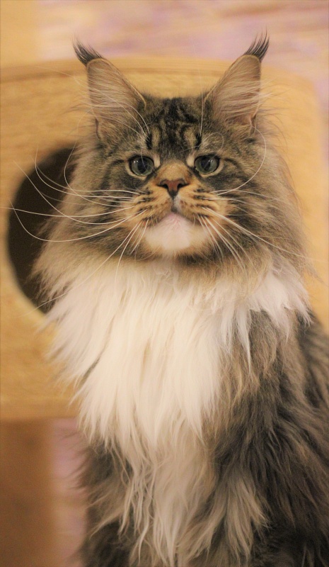 UA*Hammer Monterini - Adult maine-coon 11 months