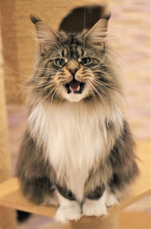 UA*Hammer Monterini - Adult maine-coon 11 months