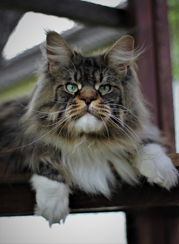 UA*Hammer Monterini - Adult maine-coon 2 years 2.5 weeks