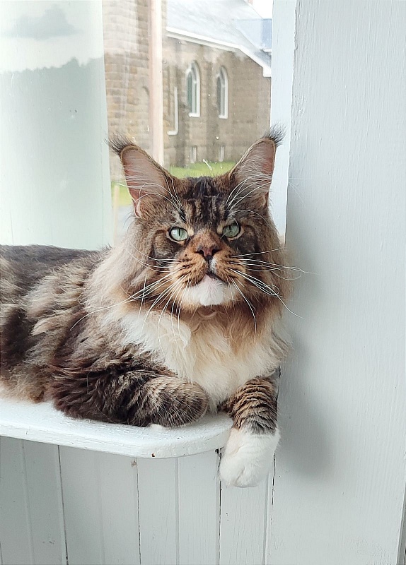 UA*Hammer Monterini - Adult maine-coon 4 years 2 months 3.5 weeks