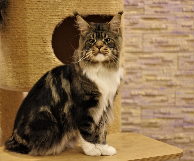 UA*Hammer Monterini - Adult maine-coon 1 year 5 months 4 weeks