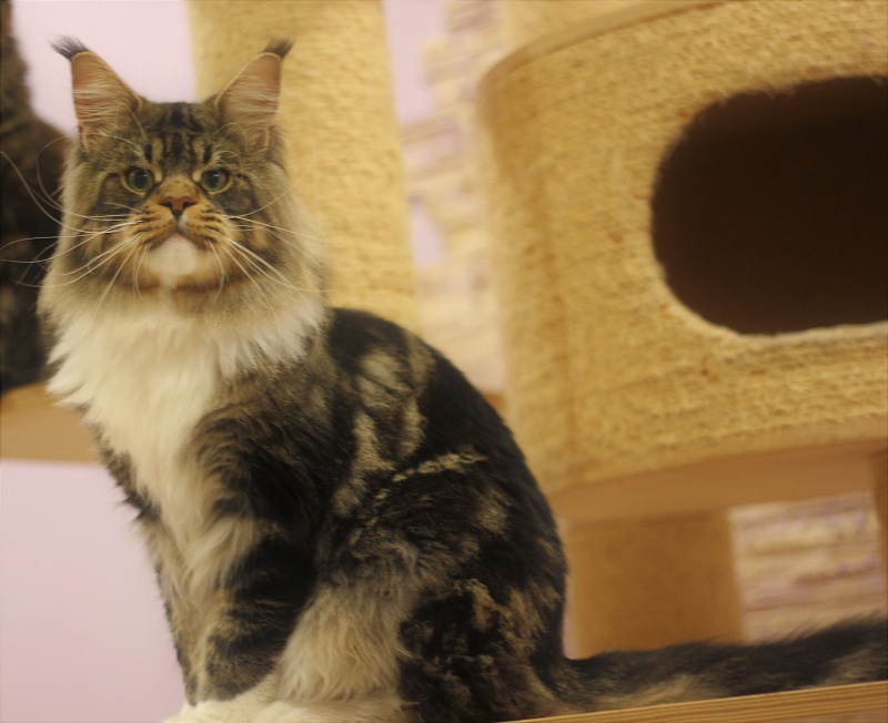 UA*Hammer Monterini - Adult maine-coon 1 year 5 months 4 weeks