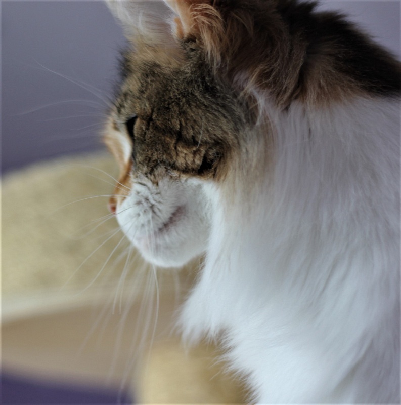 Barbarissa Monterini - Adult maine-coon 2 years 3 months 0.5 weeks