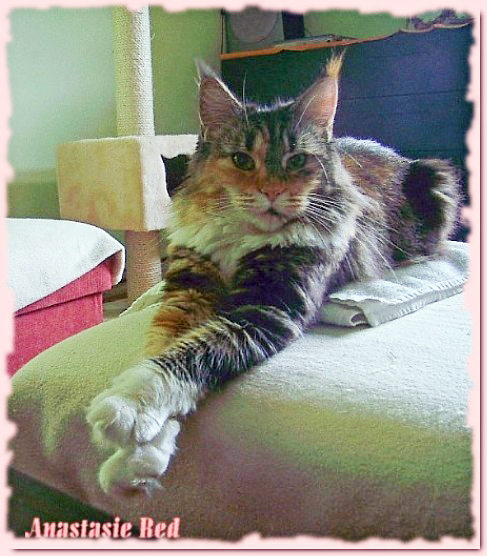 Anastasie Red Animal Road - maine-coon