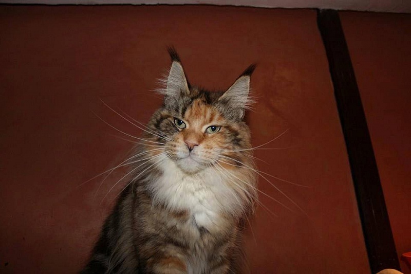Rihanna Queen of the Coons - maine-coon