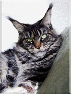 Langstteich's H'Genoveva - maine-coon