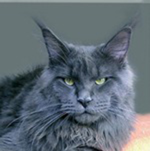 Langstteich's O'Ultra Star - maine-coon