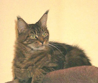 Willowplace Magnificent Maude - maine-coon