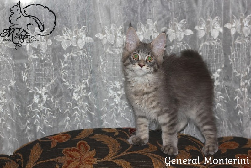 General Monterini - maine-coon