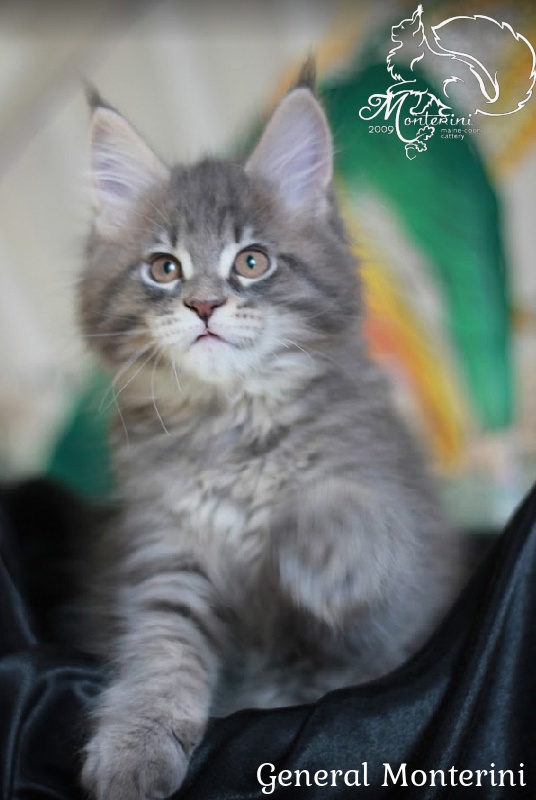 General Monterini - maine-coon