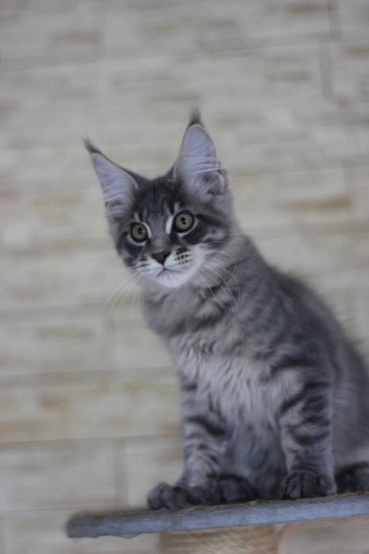 Hansen Monterini - maine-coon