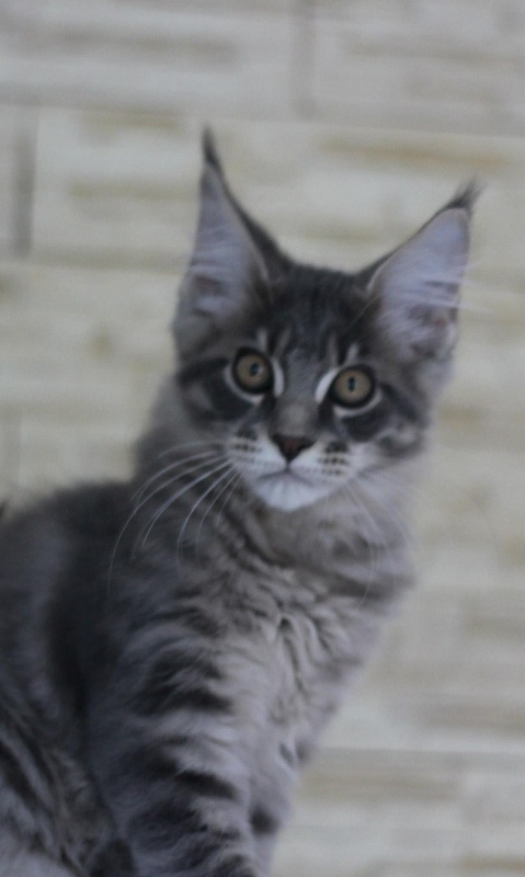 Hansen Monterini - maine-coon