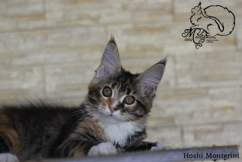 Hoshi Monterini - maine-coon