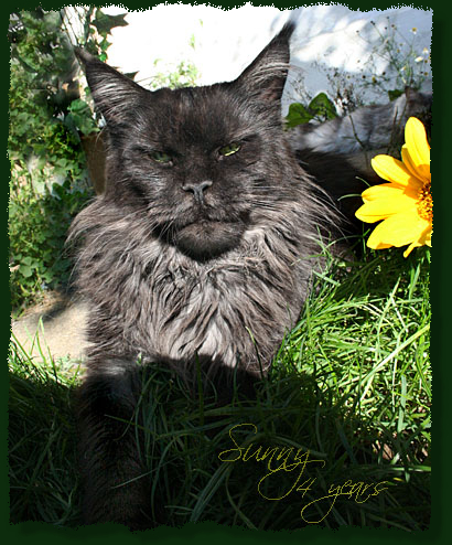 Island in the Sun the Purrfect Coon - Дорослий мейн-кун 4 роки 3 місяця 1 тиждень