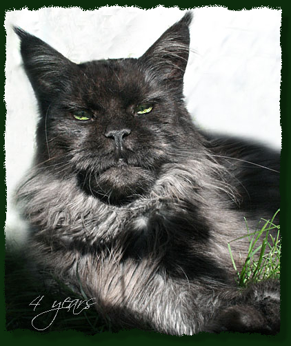 Island in the Sun the Purrfect Coon - Дорослий мейн-кун 4 роки 3 місяця 1 тиждень