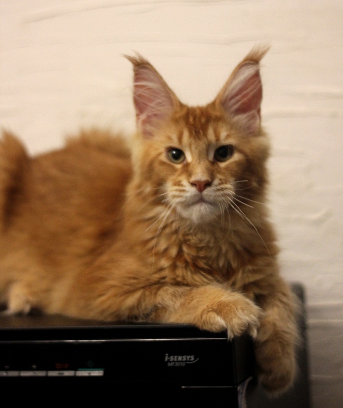 Ultrass Monterini - Kitten maine-coon 5.5 months