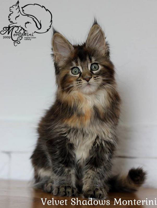 Velvet Shadows Monterini - maine-coon