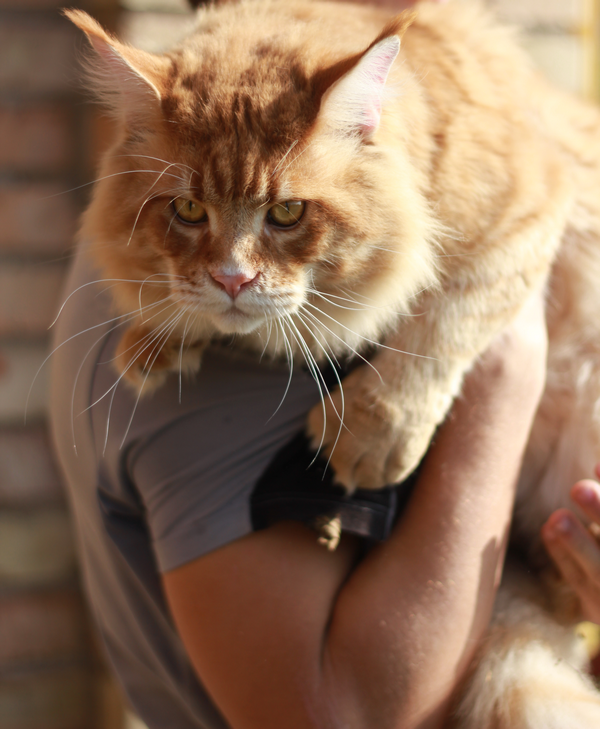 Cesar Bluesmaine - maine-coon