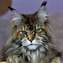 Sherlynx Ziggi