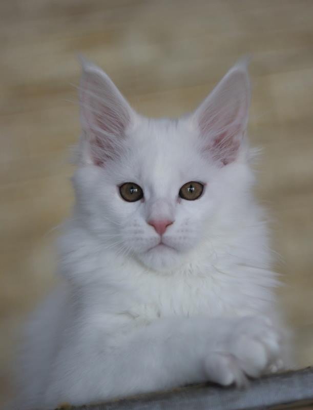 Jack Frost Monterini - maine-coon