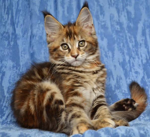 Miyuki Monterini - maine-coon
