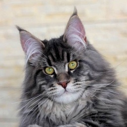 Nafania Monterini