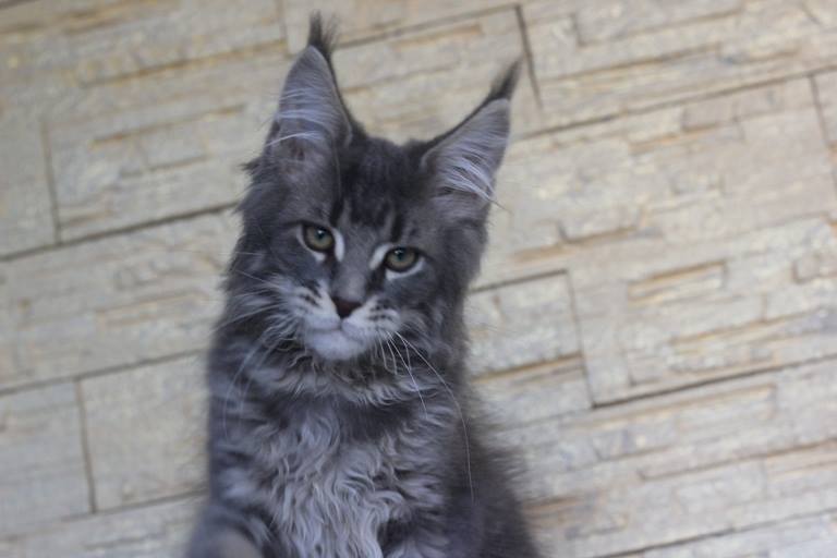 Nemo Monterini - maine-coon
