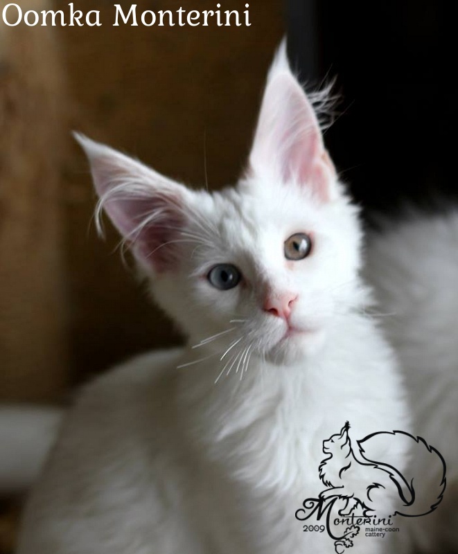 Oomka Monterini - maine-coon