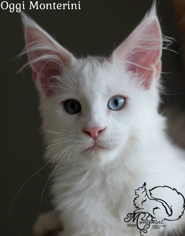 Oggi Monterini - maine-coon