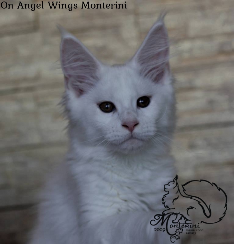 On Angel Wings Monterini - мейн-кун