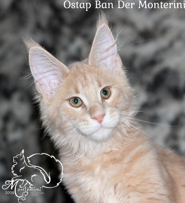Ostap Ban Der Monterini - maine-coon