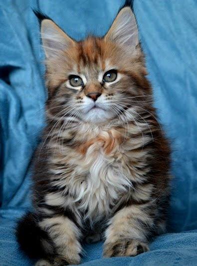 Pusha Monterini - maine-coon