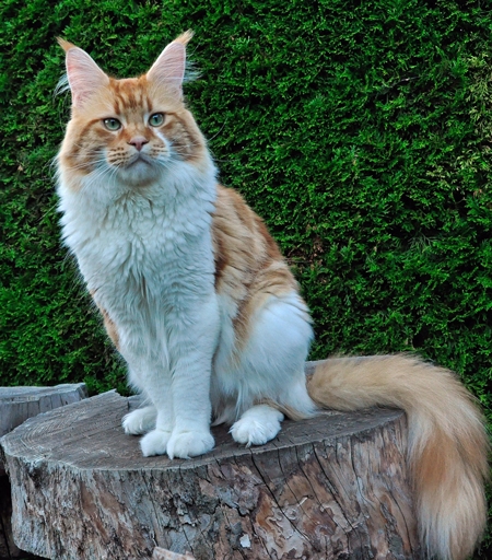 Kiyaras Try a little Tenderness - maine-coon