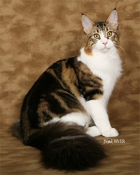 Velvet Jewels Gold Mine of Tropikoons - maine-coon