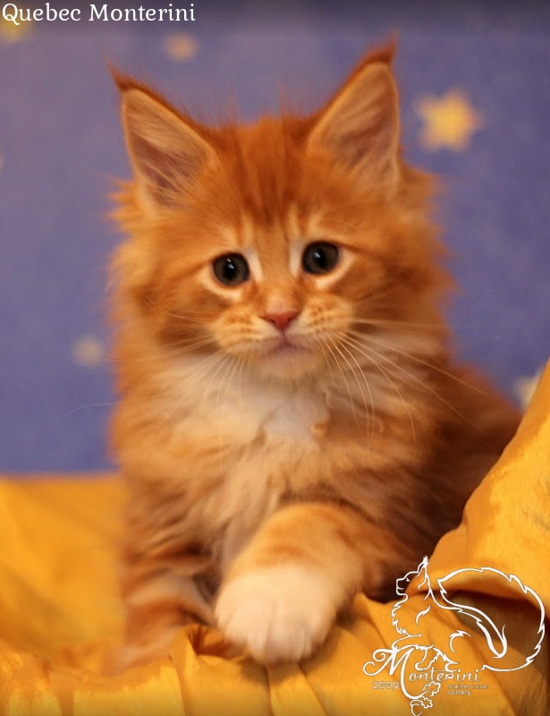 Quebec Monterini - maine-coon