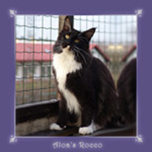 Aloa's Rocco - мейн-кун