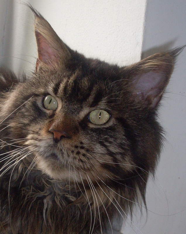 Siegel Diego od Vajgaru - Junior maine-coon 9 months 0.5 weeks