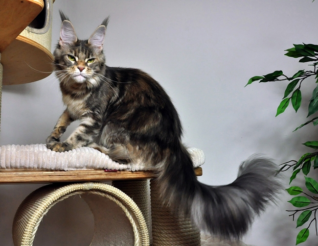 Winerau Lupina - maine-coon