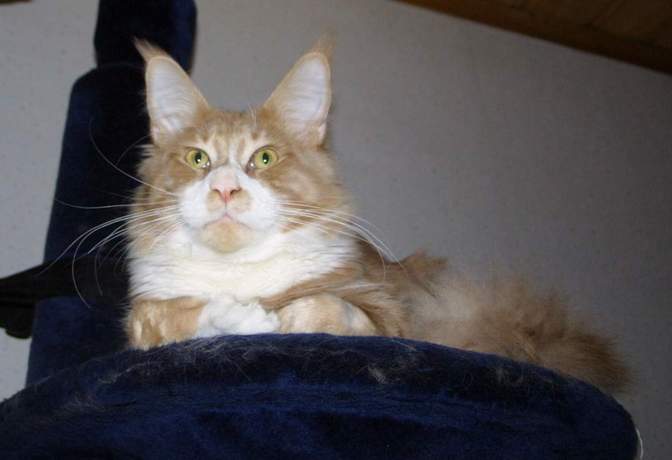 Langstteich's S'Report - maine-coon