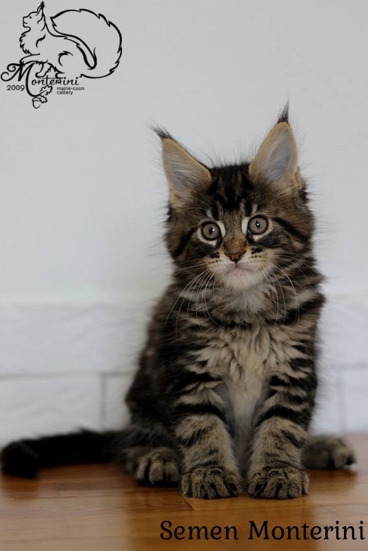 Semen Monterini - maine-coon