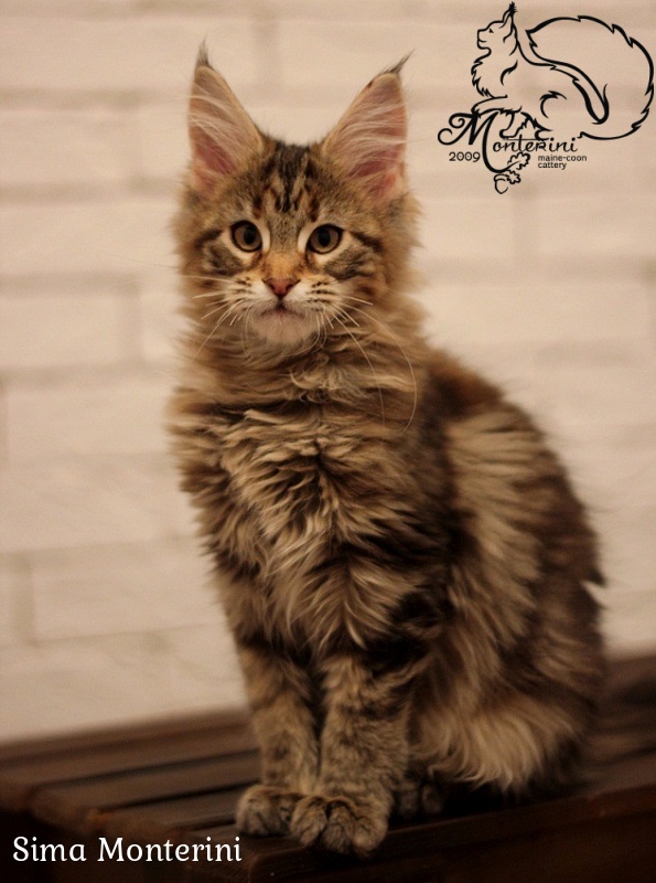 Sima Monterini - maine-coon