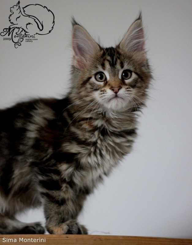 Sima Monterini - maine-coon