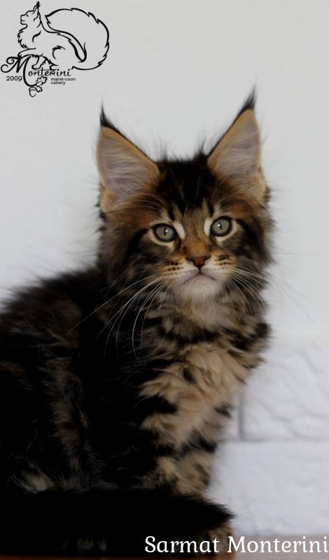 Sarmat Monterini - maine-coon